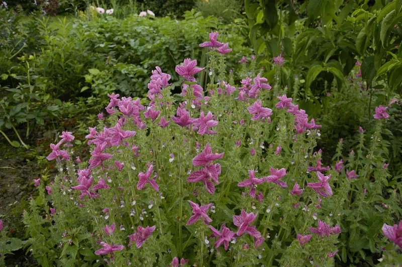 VT SALIE - afbeelding 5