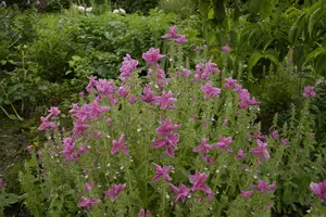 VT SALIE - afbeelding 5