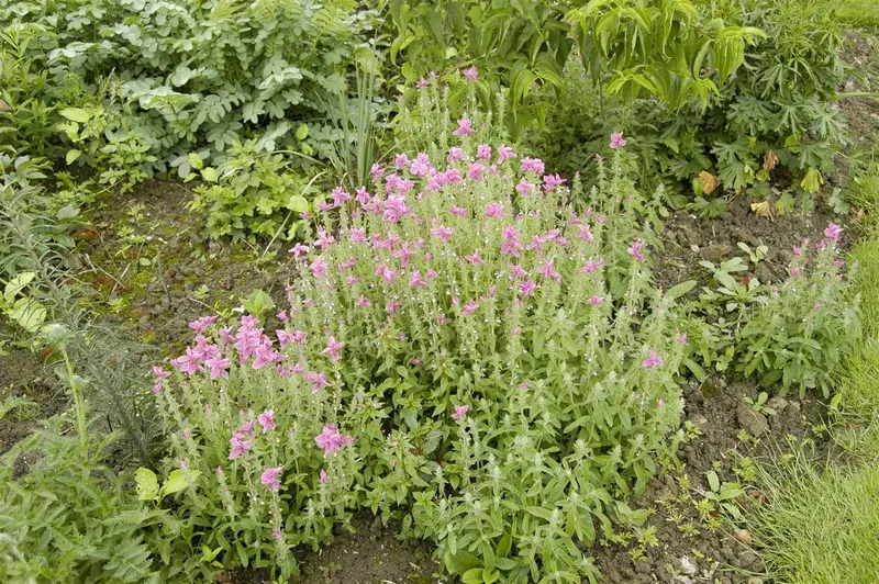 VT SALIE - afbeelding 6