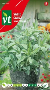 VT SALIE