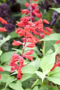 VT SALVIA SPLENDENS ROOD - afbeelding 2
