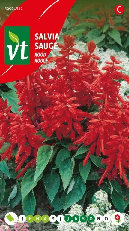 VT SALVIA SPLENDENS ROOD
