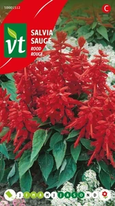 VT SALVIA SPLENDENS ROOD