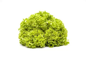 VT SLA KRULSLA LOLLO ROSSA - afbeelding 2