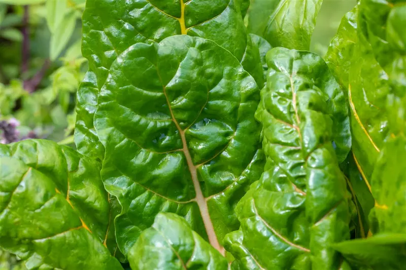 VT SNIJBIET BRIGHT LIGHTS - afbeelding 3