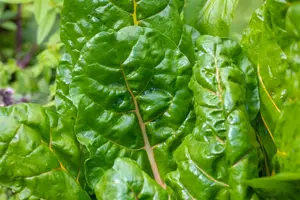 VT SNIJBIET BRIGHT LIGHTS - afbeelding 3