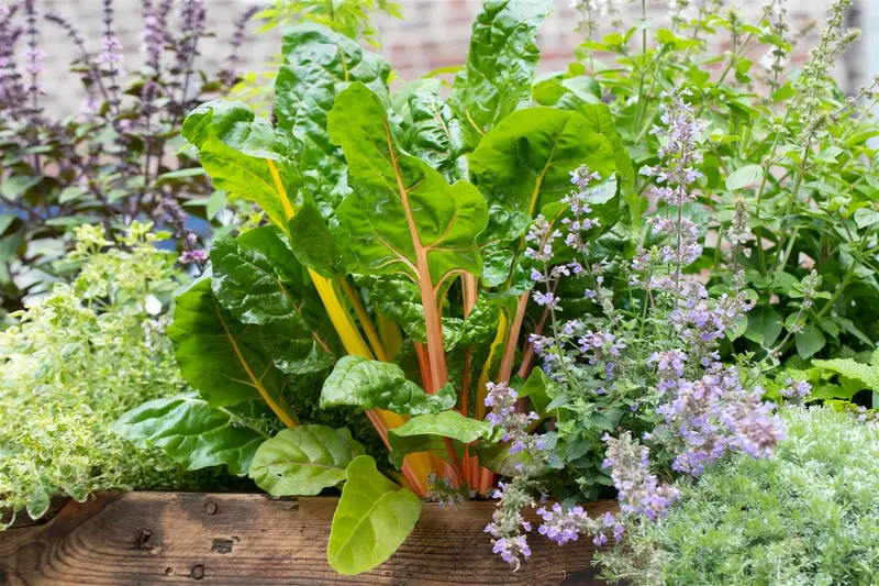 VT SNIJBIET BRIGHT LIGHTS - afbeelding 4