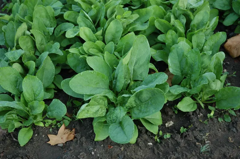 VT SPINAZIE VIKING - afbeelding 2