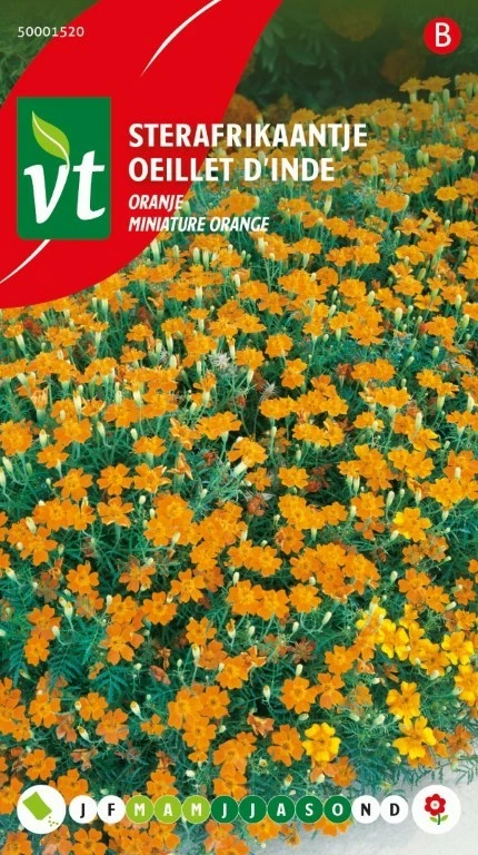 VT STERAFRIKAANTJE ORANJE