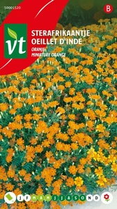 VT STERAFRIKAANTJE ORANJE