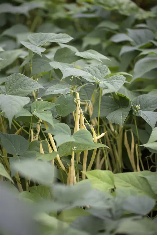 VT STRUIKBONEN NAUTICA - afbeelding 2