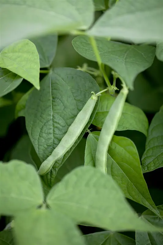 VT STRUIKBONEN NAUTICA - afbeelding 3