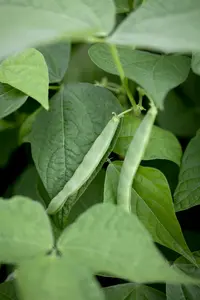 VT STRUIKBONEN NAUTICA - afbeelding 3