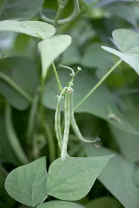 VT STRUIKBONEN NAUTICA - afbeelding 4