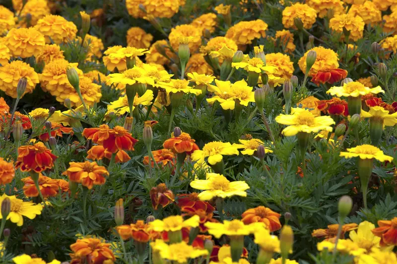 VT TAGETES LAGE GEEL - afbeelding 2
