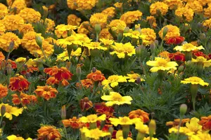 VT TAGETES LAGE GEEL - afbeelding 2