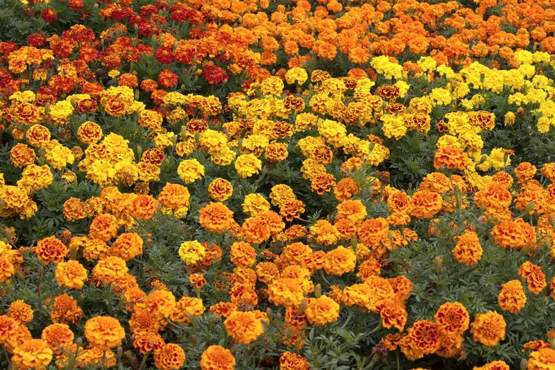VT TAGETES LAGE GEEL - afbeelding 3