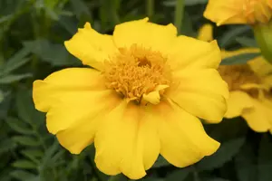 VT TAGETES LAGE GEEL - afbeelding 4
