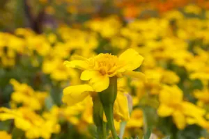 VT TAGETES LAGE GEEL - afbeelding 5