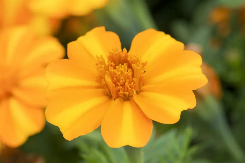 VT TAGETES LAGE GEEL - afbeelding 6