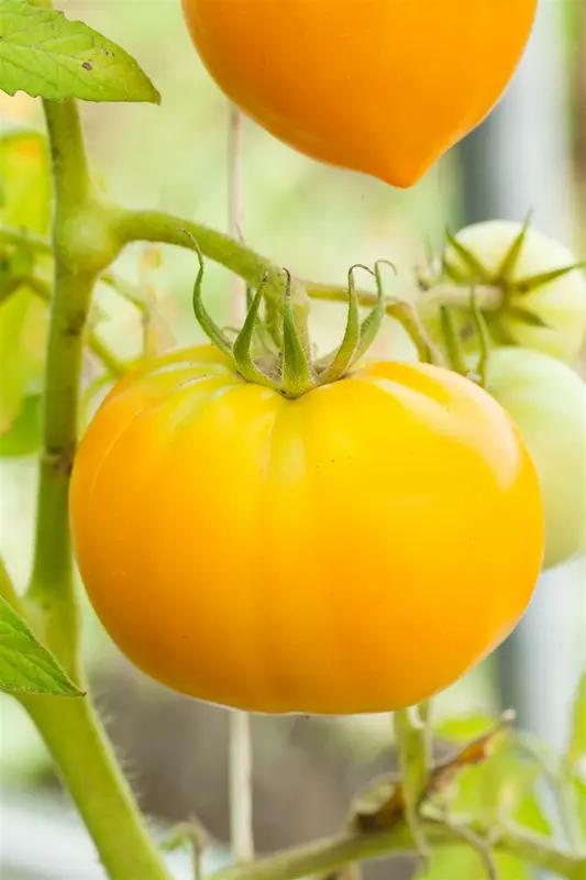 VT TOMAAT ANANAS - afbeelding 3