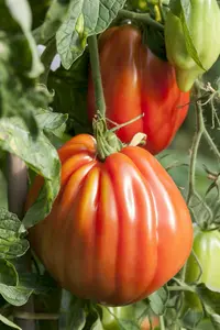 VT TOMAAT COEUR DE BOEUF - afbeelding 3