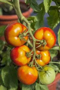 VT TOMAAT GOLDENE KONINGIN - afbeelding 2