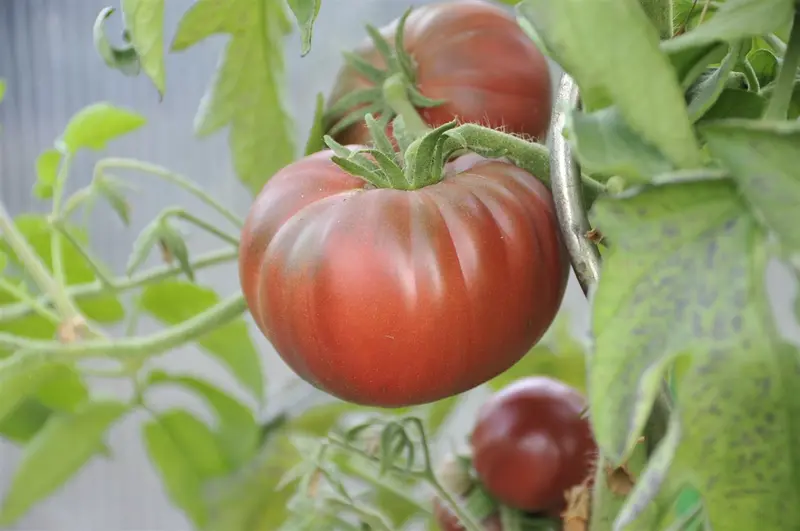 VT TOMAAT NOIR DE CRIMEE - afbeelding 2