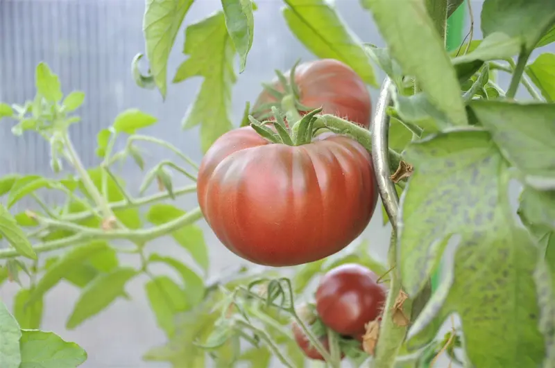 VT TOMAAT NOIR DE CRIMEE - afbeelding 3