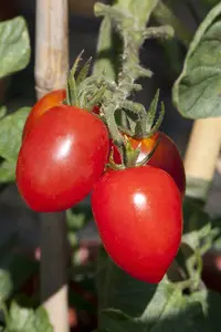 VT TOMAAT ROMA - afbeelding 2