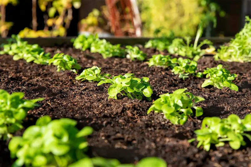 VT VELDSLA GROENE VAN CAMBRAI - afbeelding 2