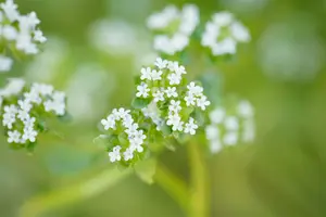 VT VELDSLA GROTE NOORDHOLLANDSE BAVAL - afbeelding 4