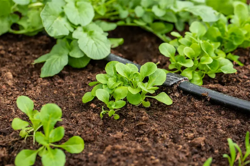 VT VELDSLA GROTE NOORDHOLLANDSE BAVAL - afbeelding 5
