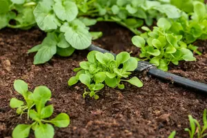 VT VELDSLA GROTE NOORDHOLLANDSE BAVAL - afbeelding 5