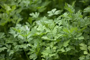 VT WORTELPETERSELIE HALFLANGE - afbeelding 4