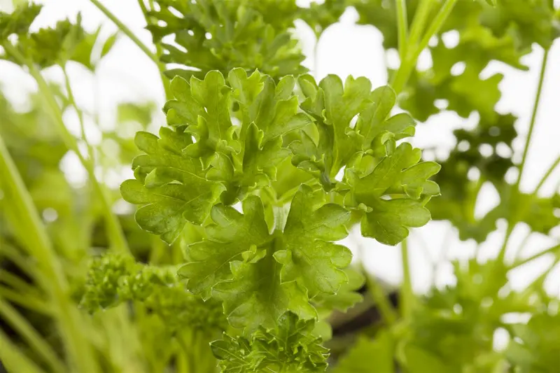 VT WORTELPETERSELIE HALFLANGE - afbeelding 5