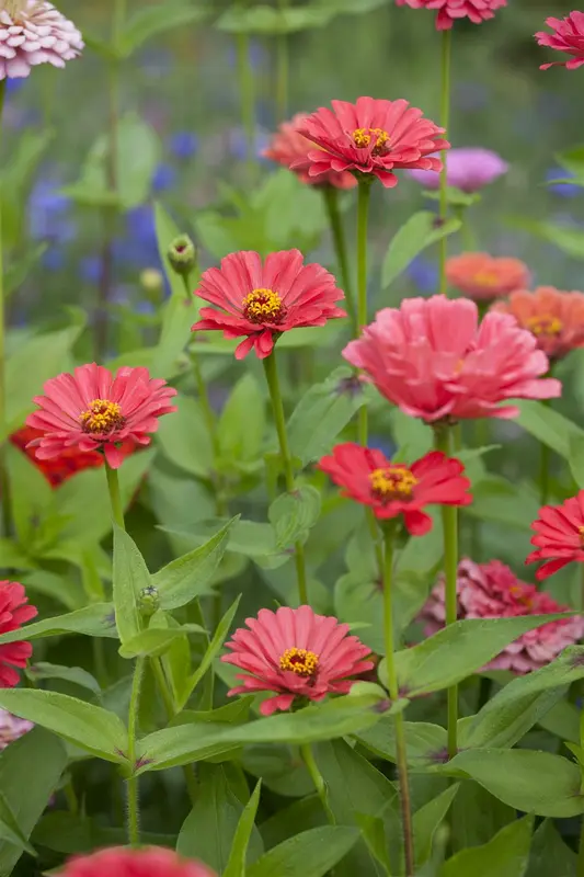 VT ZINNIA LAGE LILLIPUT - afbeelding 4