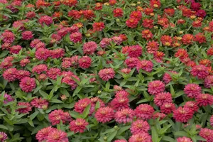 VT ZINNIA LAGE LILLIPUT - afbeelding 2