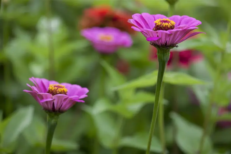 VT ZINNIA LAGE LILLIPUT - afbeelding 3