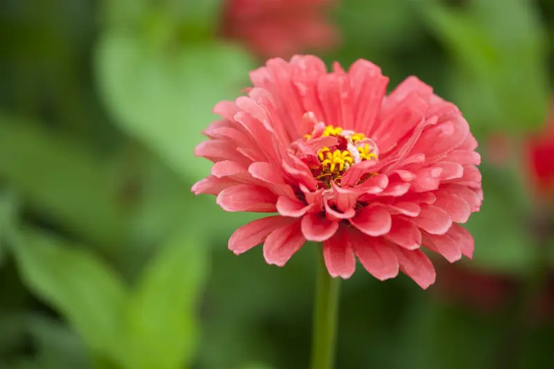 VT ZINNIA LAGE LILLIPUT - afbeelding 5