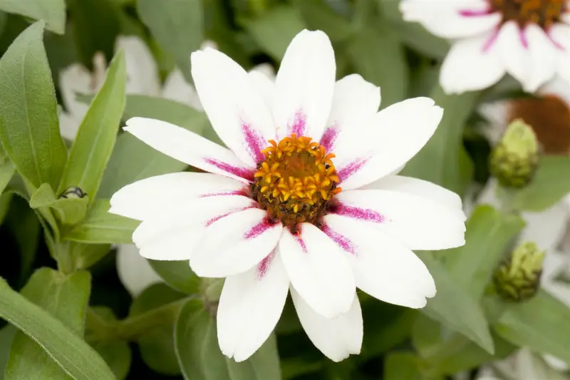 VT ZINNIA LAGE LILLIPUT - afbeelding 6