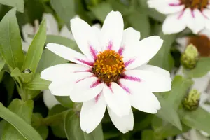 VT ZINNIA LAGE LILLIPUT - afbeelding 6