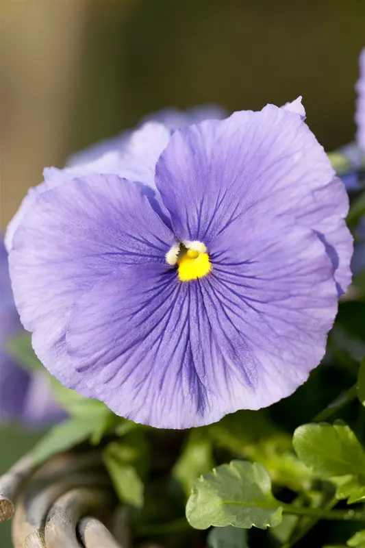 VT ZOMERVIOLIER GEMENGD - afbeelding 3