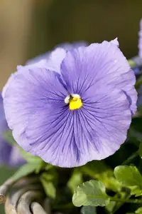 VT ZOMERVIOLIER GEMENGD - afbeelding 3