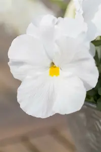 VT ZOMERVIOLIER GEMENGD - afbeelding 4