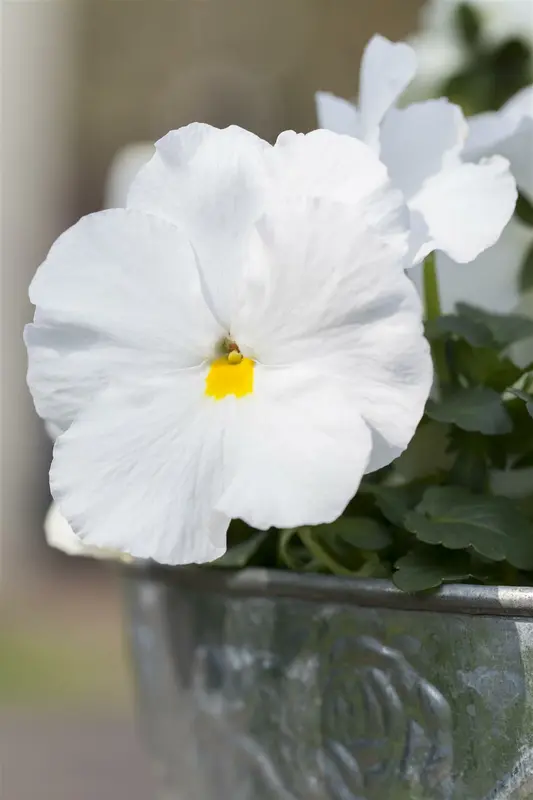 VT ZOMERVIOLIER GEMENGD - afbeelding 5