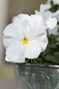 VT ZOMERVIOLIER GEMENGD - afbeelding 5