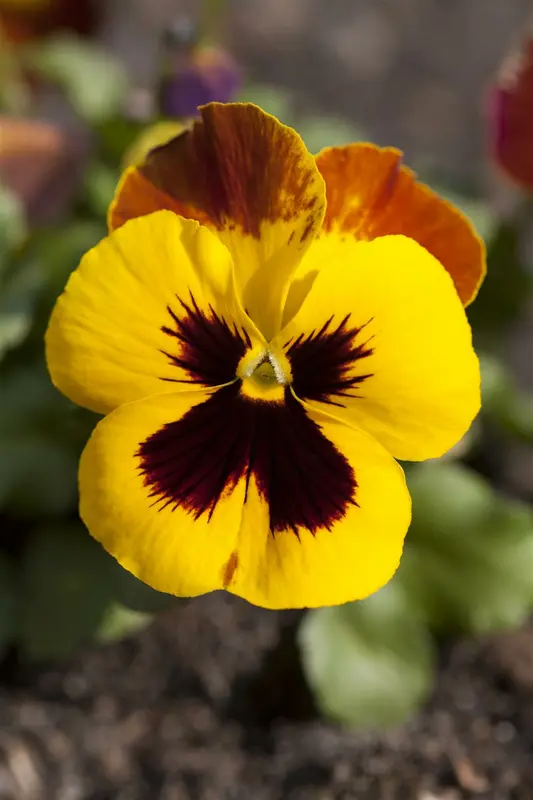 VT ZOMERVIOLIER GEMENGD - afbeelding 6