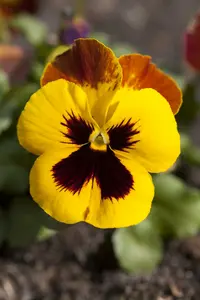 VT ZOMERVIOLIER GEMENGD - afbeelding 6