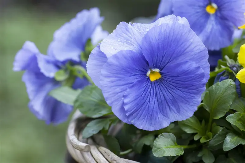 VT ZOMERVIOLIER GEMENGD - afbeelding 2